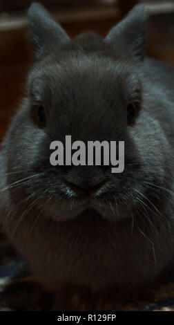 Mein Haustier Bunny Stockfoto