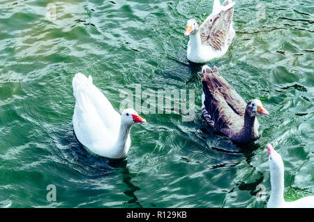 Schöne Aussicht mit niedlichen Enten den Sommer geniessen auf dem See Stockfoto