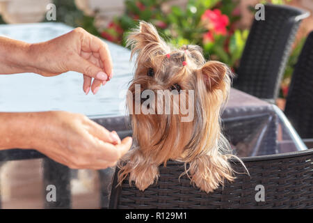 Yorkshire Terrier fokussiert auf Süßigkeit des Hundes in der Hand Stockfoto