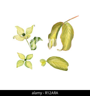 Wildflower Cornus Blume in einem Aquarell Stil isoliert. Aquarelle wilde Blume für Hintergrund, Textur, wrapper Pattern, Rahmen oder. Stockfoto