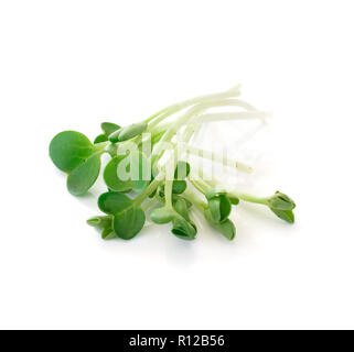 Pea Sprößlinge auf weißem Hintergrund Stockfoto