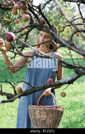 Frau pflücken Äpfel vom Baum Stockfoto