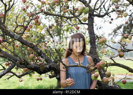 Frau pflücken Äpfel vom Baum Stockfoto