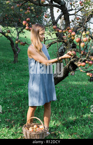 Frau pflücken Äpfel vom Baum Stockfoto