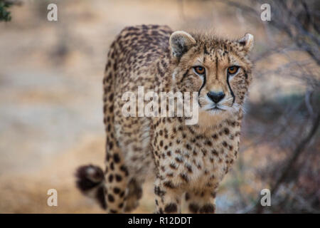 Gepard (Acinonyx Jubatus) Stockfoto