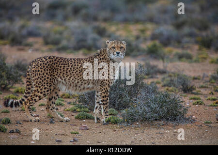 Gepard (Acinonyx jubatus), Sutherland, Northern Cape, Südafrika Stockfoto