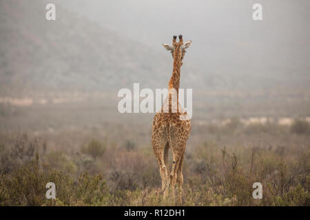 Giraffe (Giraffa Camelopardalis), Touws River, Western Cape, Südafrika Stockfoto