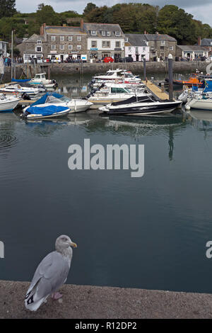 Silbermöwe (Larus argentatus) am Hafen, Padstow, Cornwall, England, Großbritannien Stockfoto