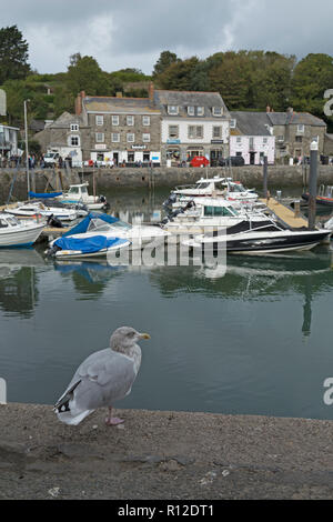 Silbermöwe (Larus argentatus) am Hafen, Padstow, Cornwall, England, Großbritannien Stockfoto