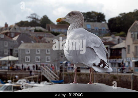 Silbermöwe (Larus argentatus) am Hafen, Padstow, Cornwall, England, Großbritannien Stockfoto