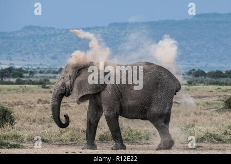 Elefanten werfen Schmutz auf der Rückseite wie Sonnencreme, Masai Mara, Kenia Stockfoto