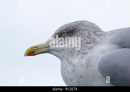 Silbermöwe (Larus argentatus) am Hafen, Padstow, Cornwall, England, Großbritannien Stockfoto