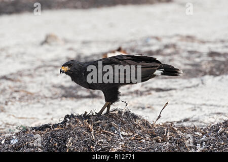 Junge schwarze accipitriformes am Strand von Yucatan, Mexiko. Stockfoto