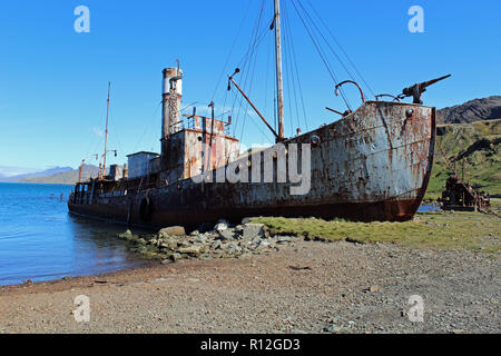 Die alte Walfang Schiff Petrel in Grytviken, South Georgia, South Atlantic, Sub-Antarctic. Es ist ein Museum hier. Sir Ernest Shackleton ist hier begraben Stockfoto