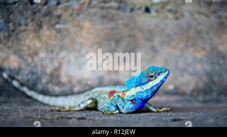 Close-up Kopf Indochinesischen Wald Lizard oder calotes Mystaceus auf dem alten grunge Zement Wand Hintergrund, 16:9 Breitbild Stockfoto