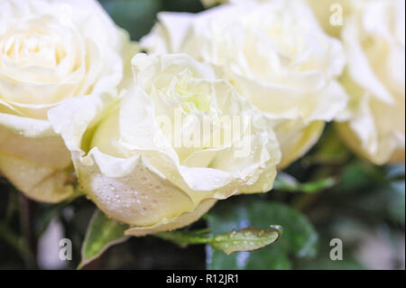 Natürliche Rosen zarten weißen mit minimaler Retuschen maximalen Realismus auf die Anlage zu geben. Stockfoto