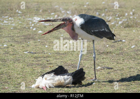 Marabu (Leptoptilos crumeniferus) Fütterung auf der Kadaver eines Weißstorch (Ciconia ciconia) auf Savanne, Ngorongoro Conservation Area, Tansania. Stockfoto