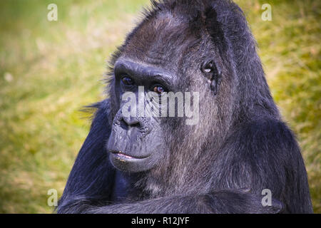 Gorilla starren Blick in die Linse der Kamera kopf Portrait mit Out of Focus Green Gras Hintergrund. Stockfoto
