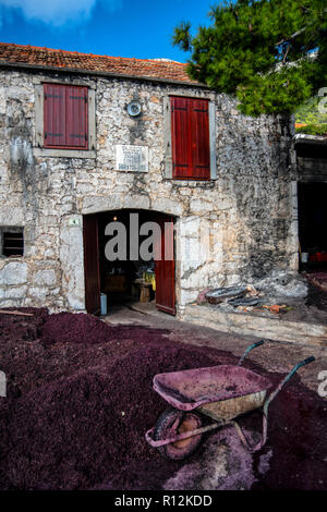 Grappa Produktion im Dorf Sveta Nedilja auf der Insel Hvar, Kroatien. Trester - links über der Weinbereitung nach Drücken der Traube. Stockfoto