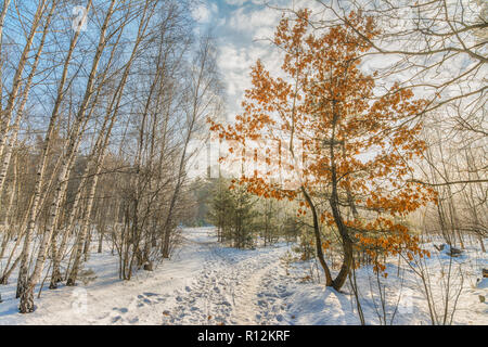 Spaziergang durch den verschneiten Wald. Schnee. Winter. Kalt. Stockfoto