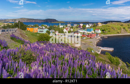 Dreifaltigkeit, Neufundland, Kanada - Lila Lupine Blüte bei der kleinen Stadt Trinity. Lupinus. Stockfoto