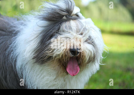 Porträt eines alten englischen Schäferhund, Sie können nicht die Augen hinter den Haaren siehe Stockfoto