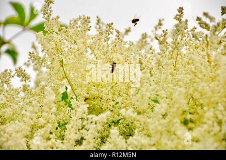 Gelb wilde buschige Blume mit Wespen und Bienen fliegen herum Stockfoto