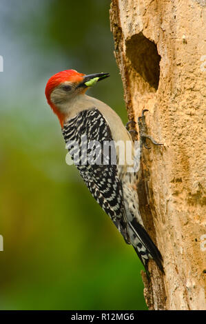 Red-bellied Woodpecker (Melanerpes carolinus) mit Insekt im Nest Hohlraum Stockfoto