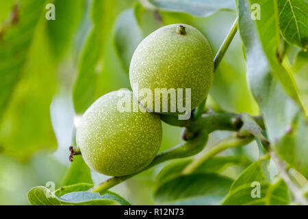 Junge Walnuss auf der Baum wächst Stockfoto