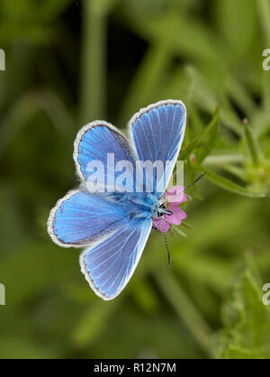Gemeinsame blaue Männchen auf Crane's-bill-Blume. Hurst suchen, East Molesey, Surrey, England. Stockfoto