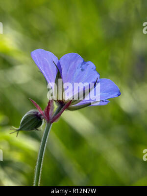 Meadow Crane's-bill-Blume. Hurst suchen, East Molesey, Surrey, England. Stockfoto