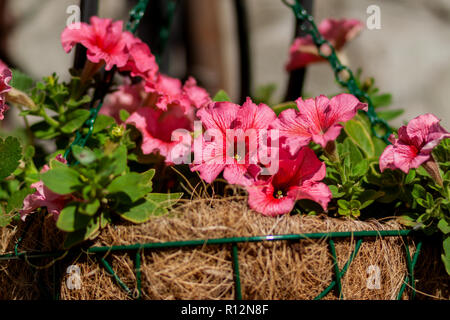 Die ersten Frühlingsblumen von rokhovaya Petunia wächst in Töpfen Stockfoto