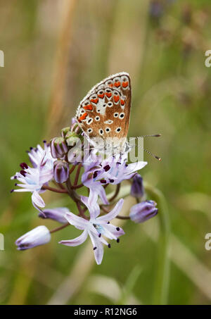 Braun Argus nectaring auf Herbst Blausterne nur auf seiner aufgezeichneten Lage in Surrey. Hurst Park, East Molesey, England. Stockfoto