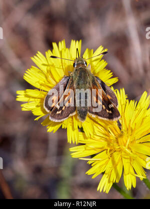 Silver-spotted Skipper weiblich. Denbies Hang, ranmore Gemeinsame, Surrey, England. Stockfoto