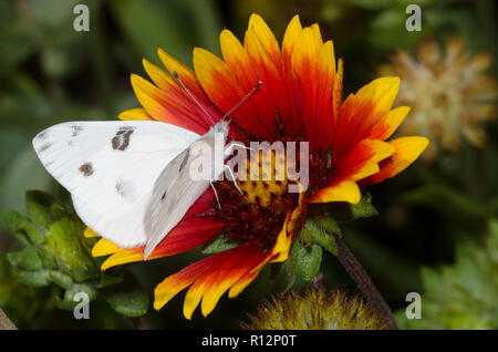 Kariert Weiß, Pontia protodice, auf Decke Blume, Gaillardia sp. Stockfoto