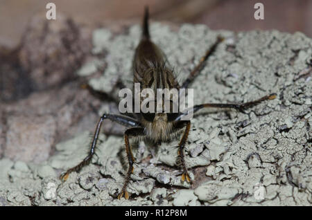 Räuber Fliegen, Familie Asilidae Stockfoto