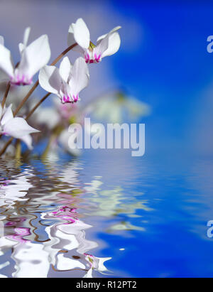 Die weißen Blüten der wilden Alpenveilchen oder alpinen Violett close-up gegen einen blauen Himmel mit Reflexion in einer Wasseroberfläche. Erstaunlich elegante Bild von Natur im Ohr Stockfoto