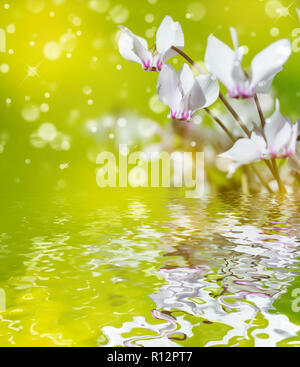 Die weißen Blüten der wilden Alpenveilchen oder alpinen Violett close-up gegen einen verschwommenen gelb-grüner Hintergrund mit Reflektion in einer Wasseroberfläche. Erstaunlich elegante Stockfoto