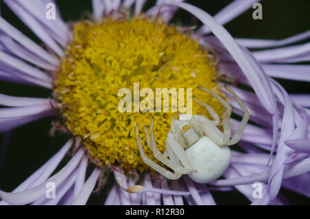 Goldrute Crab Spider, Misumena vatia, lauernd auf Blume Stockfoto