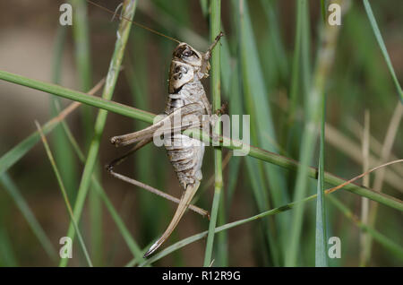 Stevensons Shieldback, Pediodectes stevensonii, Weiblich Stockfoto