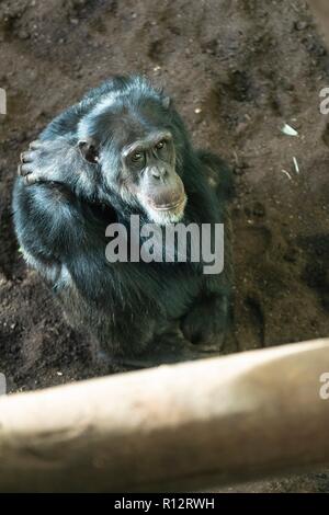 Edinburgh, Schottland, Großbritannien. 8. November 2018. Schimpansen in der Sonne an der Edinburgh Zoo Budungo Trail entspannen. Die Ausstellung bietet eine riesige Indoor-outdoor-Umgebung, die bis zu 40 Schimpansen Haus kann. Credit: Rich Dyson/Alamy leben Nachrichten Stockfoto