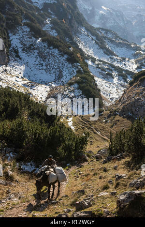 Virak, Montenegro. 6. Nov 2015. Ein Hirte mit seinen Esel gesehen zu Fuß durch Nationalpark Durmitor. Montenegro ist ein Land auf dem Balkan in Südeuropa. Es ist für seine Küste und zerklüftete Berge bekannt. Die derzeitige Bevölkerung von Montenegro ist 629,311 Menschen. Credit: Omar Marques/SOPA Images/ZUMA Draht/Alamy leben Nachrichten Stockfoto