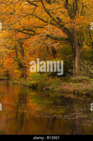 Teign Schlucht, Devon, 8. November 2018. UK Wetter: Eine schöne Szene auf einem November Tag als Golden, rostbraun Töne der herbstlichen Laub ist in der sanft fließendes Wasser des Flusses Teign wider. Credit: Celia McMahon/Alamy leben Nachrichten Stockfoto