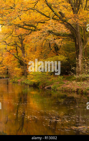 Teign Schlucht, Devon, 8. November 2018. UK Wetter: Eine schöne Szene auf einem November Tag als Golden, rostbraun Töne der herbstlichen Laub ist in der sanft fließendes Wasser des Flusses Teign wider. Credit: Celia McMahon/Alamy leben Nachrichten Stockfoto