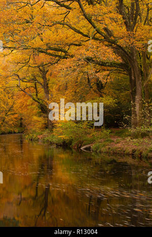 Teign Schlucht, Devon, 8. November 2018. UK Wetter: Eine schöne Szene auf einem November Tag als Golden, rostbraun Töne der herbstlichen Laub ist in der sanft fließendes Wasser des Flusses Teign wider. Credit: Celia McMahon/Alamy leben Nachrichten Stockfoto