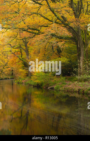 Teign Schlucht, Devon, 8. November 2018. UK Wetter: Eine schöne Szene auf einem November Tag als Golden, rostbraun Töne der herbstlichen Laub ist in der sanft fließendes Wasser des Flusses Teign wider. Credit: Celia McMahon/Alamy leben Nachrichten Stockfoto