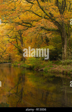 Teign Schlucht, Devon, 8. November 2018. UK Wetter: Eine schöne Szene auf einem November Tag als Golden, rostbraun Töne der herbstlichen Laub ist in der sanft fließendes Wasser des Flusses Teign wider. Credit: Celia McMahon/Alamy leben Nachrichten Stockfoto