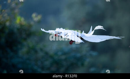 Fuzhou, Provinz Fujian in China. 8 Nov, 2018. Ein silber Fasan fliegt über die Exiandong Naturschutzgebiet in Jinshan Stadt Nanjing County im Südosten der chinesischen Provinz Fujian, November 8, 2018. Credit: Mei Yongcun/Xinhua/Alamy leben Nachrichten Stockfoto