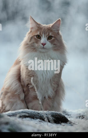 Groß und stark Norwegische Waldkatze männlichen Sitzen im Schnee Stockfoto