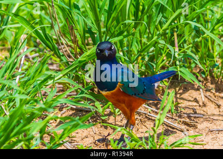 Ausgezeichnete Starling. Tarangire Nationalpark, Tansania. Stockfoto